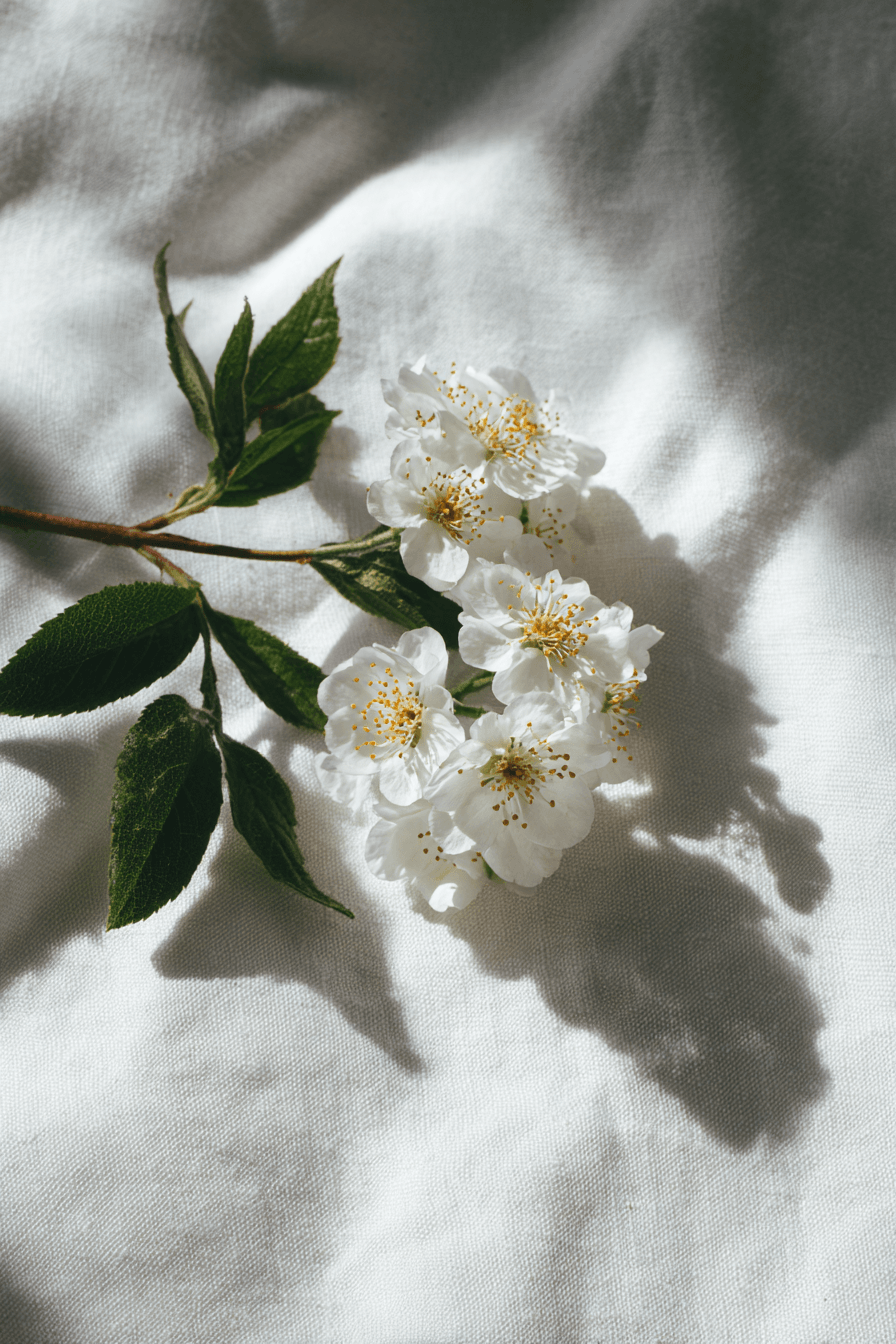 27 White Flower Bouquet Arrangements That Feel Luxurious